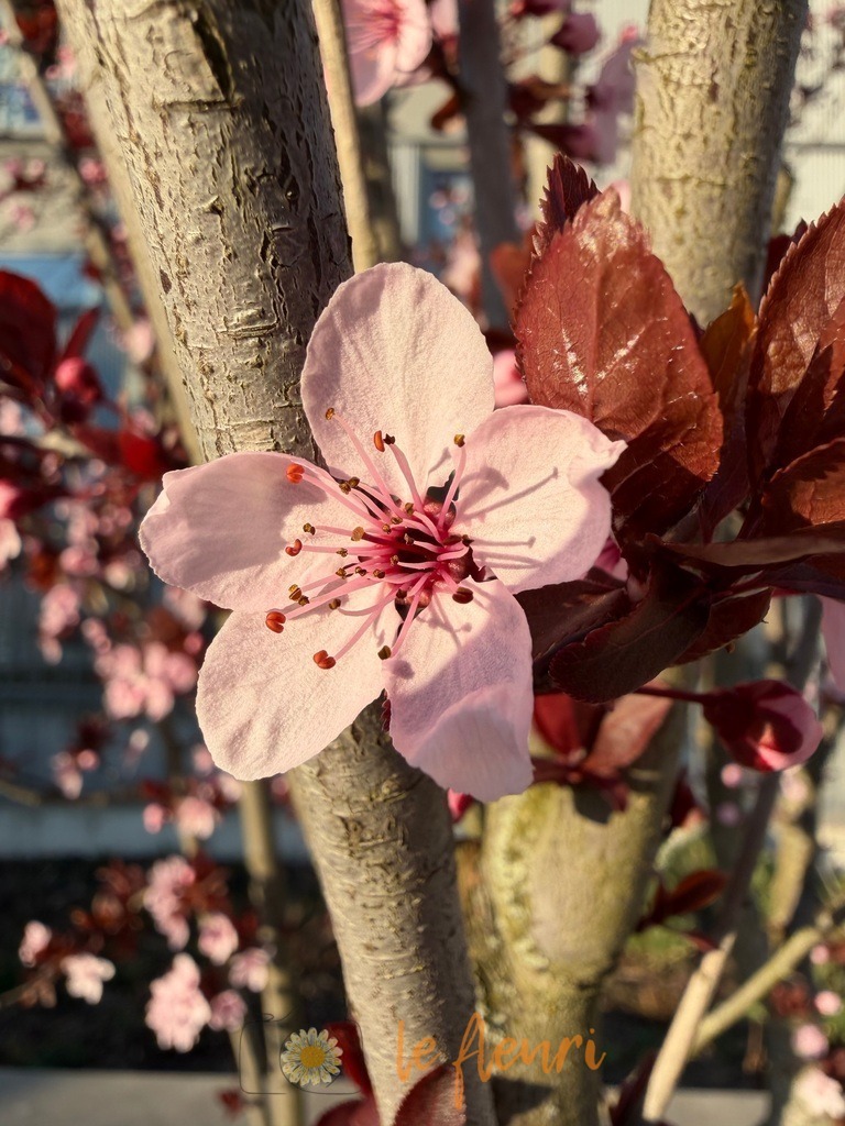 IMG_2549 | Dies ist der Shop von Florian Blum - le fleuri. Langenthal, Bern, Schweiz. Sie können hier meine oder ihre eigenen Fotos als Fotoprodukte kaufen. Tassen, Schlüsselanhänger, Taschen etc. können Sie hier gestalten.  - Realisiert mit Pictrs.com