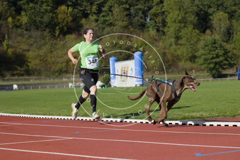 0L8A9342 | Hundefotografie, Tierfotograf, Pfotenfotografie, Fotoshooting Hund, Hunde Portrait, Hundesport, Hundeportraits, Heideshooting, Hunde, Sportfotograf, Hundefotograf, Turnierhundsport, THS,  - Realisiert mit Pictrs.com