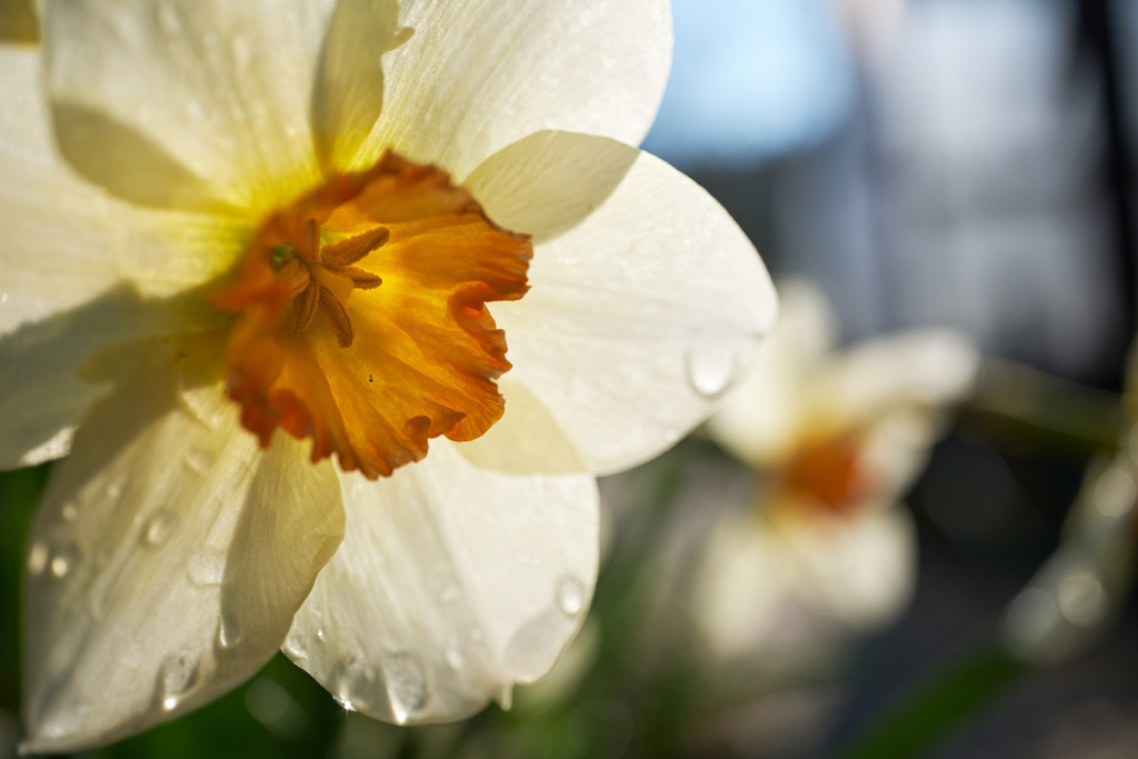 Narzissen im Garten | Burgenland, Austria - April 10, 2023: Narzissen im Garten. - Realisiert mit Pictrs.com