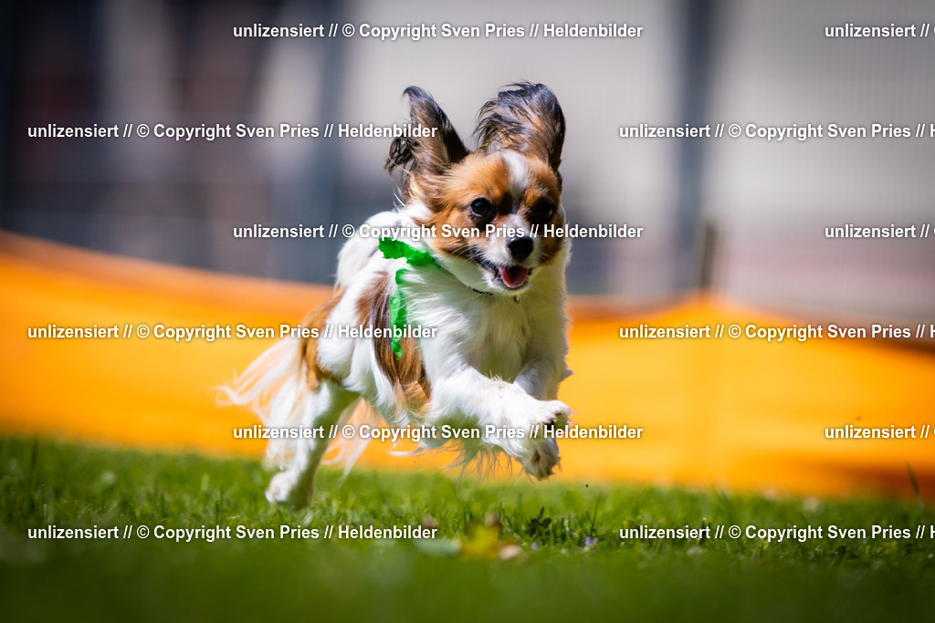 Sven Pries | 2025-08-10 - Hunderennen Durlach - Realisiert mit Pictrs.com