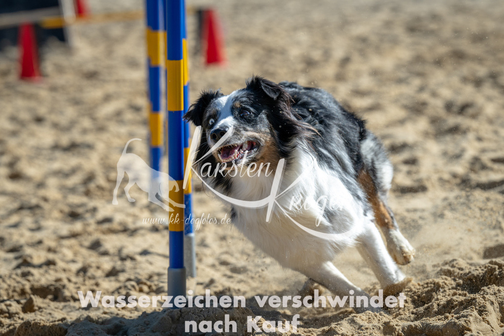 1259_ZZ93900-2 | kk-dogfotos