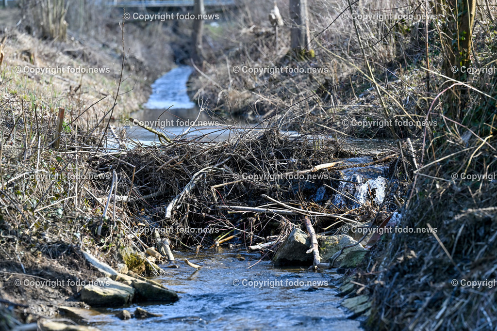 Katzing_ Dörnbach_ Biberdamm_ 07.03.2023-15 | 07.03.2023, Doernbach, AUT, Katzing, Doernbach, Biberdamm, im Bild Biberdamm 3 und gleichzeitig der Biberbau