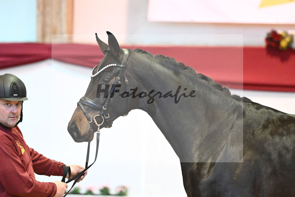 Kat-Nr. 61 Von Und Zu x Lauries Crusador xx_Berger_43232120 | hf-fotografie - Realisiert mit Pictrs.com