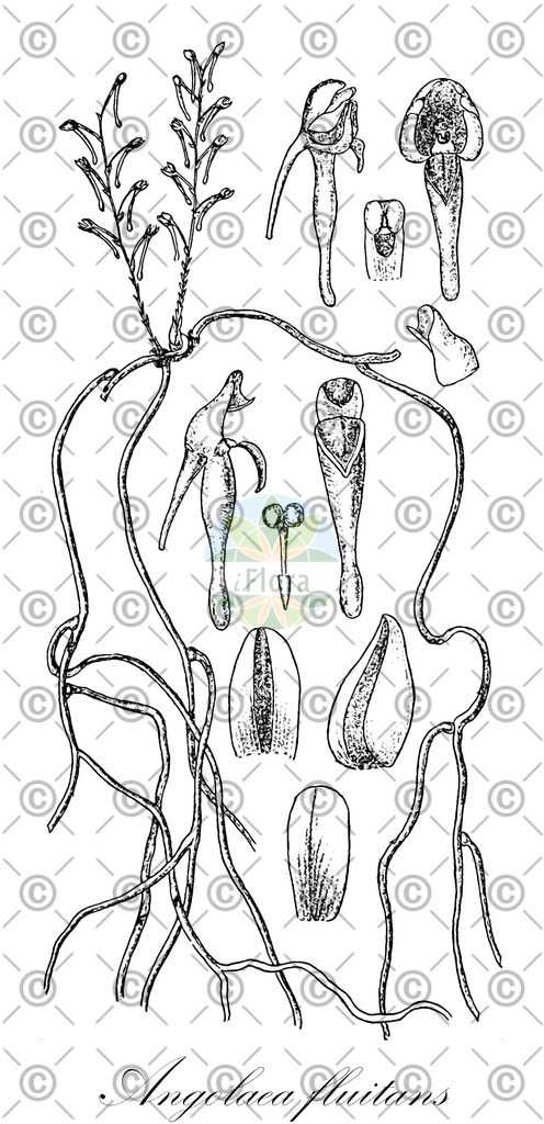 HistAbb_wfo-0000536542_134_ENZY_Simple | Historische Abbildung von Angolaea fluitans - Podostemaceae | Historical Illustration of Angolaea fluitans - Podostemaceae
