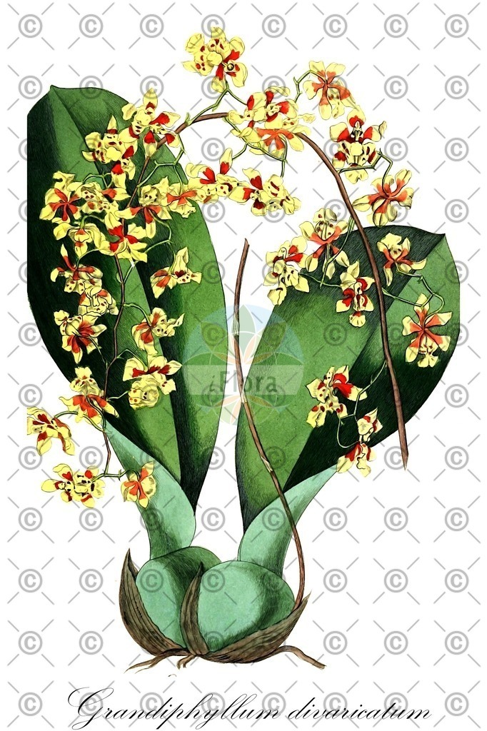 HistAbb_wfo-0000975227_1_ENZY_Simple | Historische Abbildung von Grandiphyllum divaricatum - Orchidaceae | Historical Illustration of Grandiphyllum divaricatum - Orchidaceae
