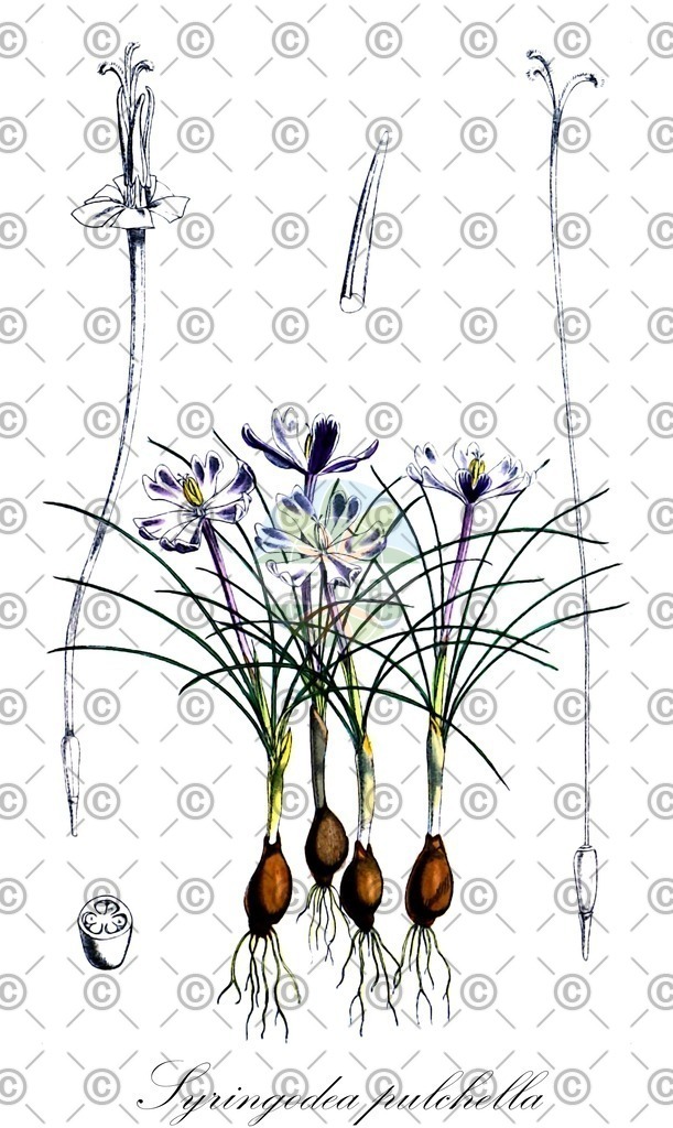 HistAbb_wfo-0001191378_1_ENZY_Simple | Historische Abbildung von Syringodea pulchella - Iridaceae | Historical Illustration of Syringodea pulchella - Iridaceae