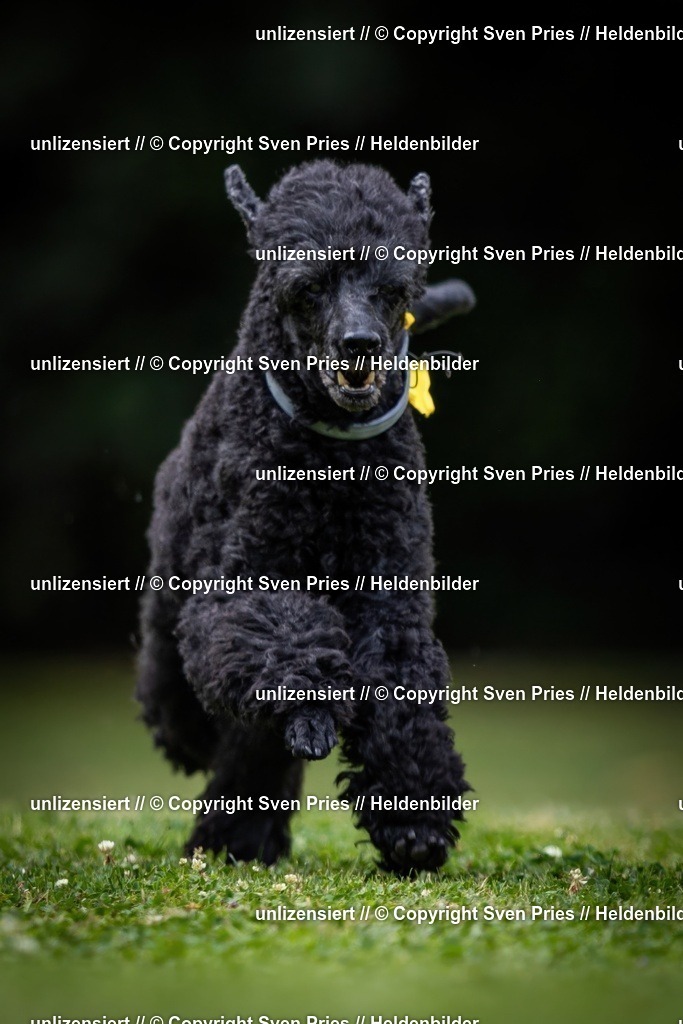 Sven Pries | 19. Allgemeines Hunderennen Karlsruhe Durlach - Realisiert mit Pictrs.com