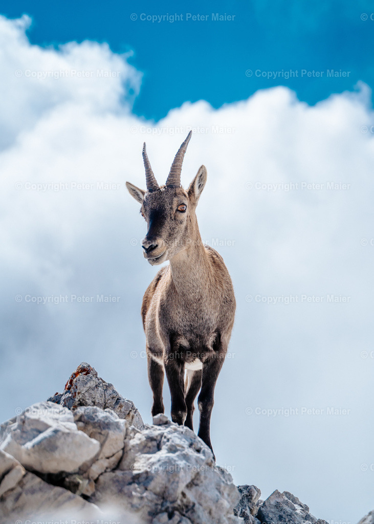 Luca_Vuerich-408 | piet_flosse