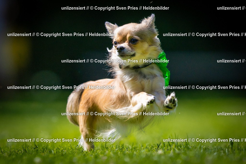 Sven Pries | 2025-08-10 - Hunderennen Durlach - Realisiert mit Pictrs.com