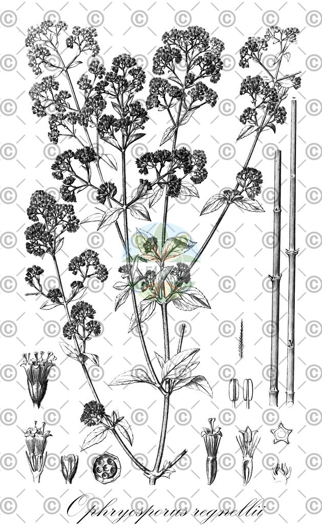 HistAbb_wfo-0000258629_1_ENZY_Simple | Historische Abbildung von Ophryosporus regnellii - Asteraceae | Historical Illustration of Ophryosporus regnellii - Asteraceae