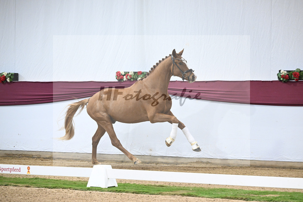 Kat-Nr. 119 Iron x Quaterback_Jakob u Martina Reglauer_47253993 | hf-fotografie - Realisiert mit Pictrs.com