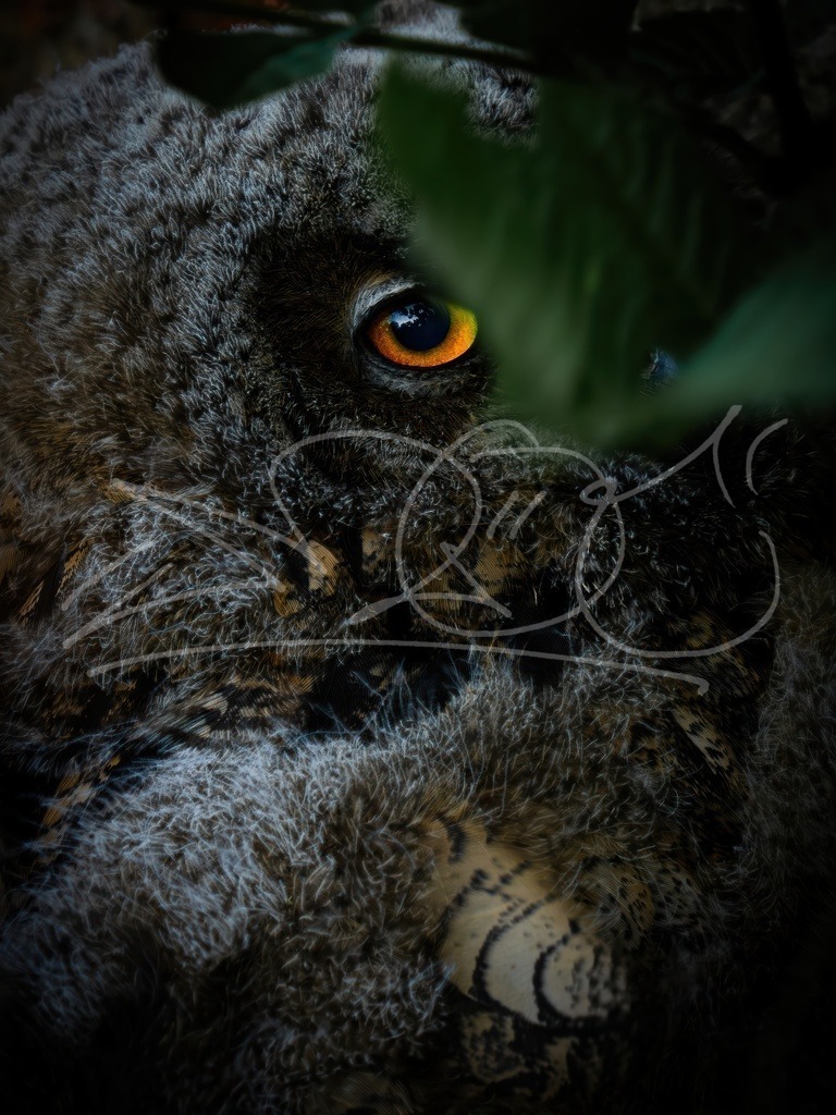 Auge Uhu | Naturschönheiten aus Deutschland. Pflanzen und Tiere, Insekten und Naturschauspiele. Alle schönen Details, die uns umgeben, fotografiert von Michi Moc.  - Realisiert mit Pictrs.com