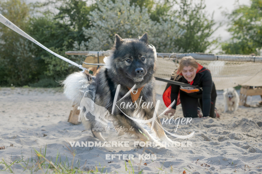 1242_ZZ92637 | kk-dogfotos