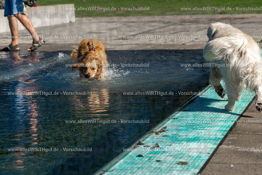 Hundeschwimmen_Volksbad_2026-allesWIRTHgut_Tierfotografie-2609061057-FAY06044 | Professionelle Tierfotografie in Mönchengladbach von Daniel Wirth (allesWIRTHgut). Liebevolle & natürliche Bilder von Hunden & Katzen für unvergessliche Erinnerungen.