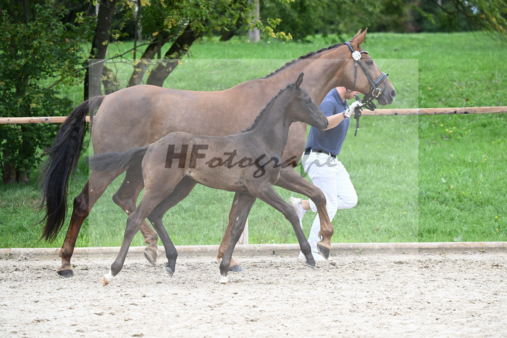 Kat-Nr. 24 SF V Plus_Rieger_25230475 | hf-fotografie - Realisiert mit Pictrs.com