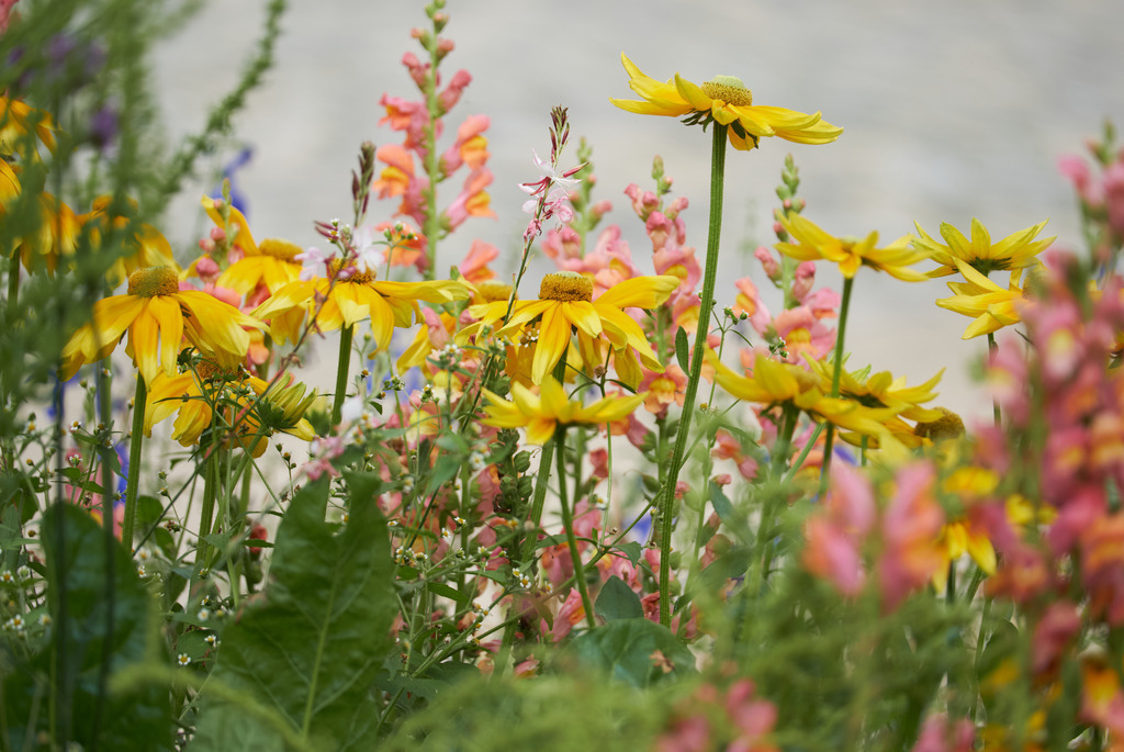 Flora Fauna | BLUMENFELD - Realisiert mit Pictrs.com
