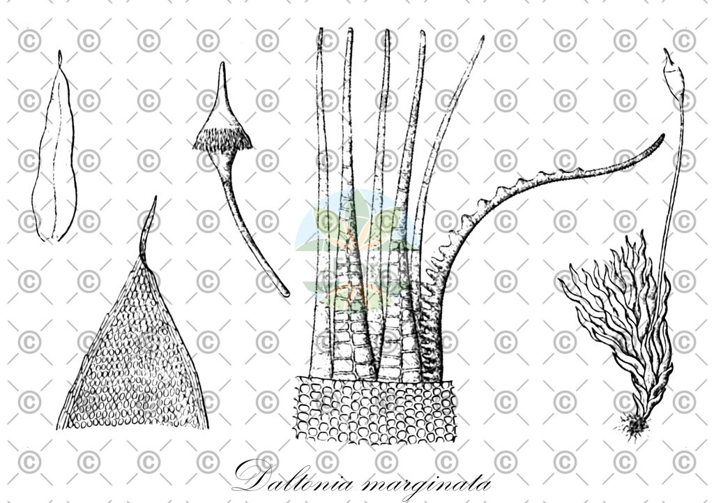 HistAbb_wfo-0000765004_1_ENZY_Simple | Historische Abbildung von Daltonia marginata - Daltoniaceae | Historical Illustration of Daltonia marginata - Daltoniaceae