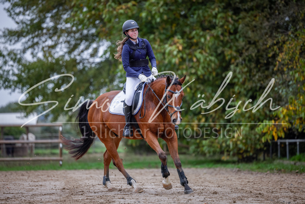 20251012-_3LI2775 | Tierfotografie Pferde, Hunde, Katzen, Haustiere.
Turnierfotografie Reitturniere, Reiten, Springreiten, Dressur in Hanau, dem Main-Kinzig-Kreis und dem Rhein-Main- Gebiet um Frankfurt