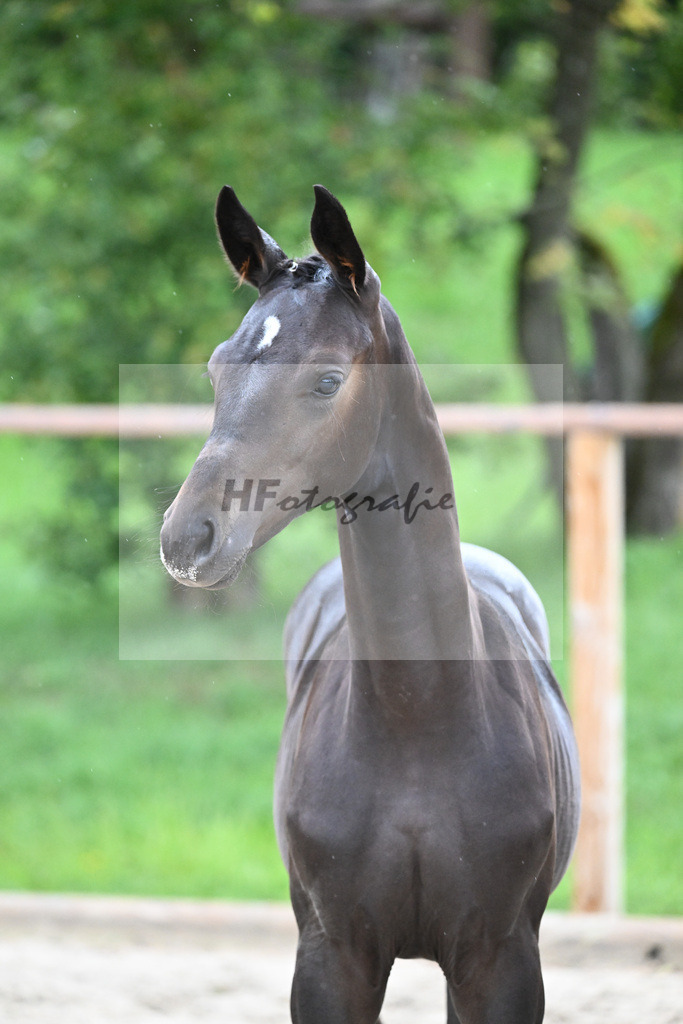 Kat-Nr. 13 SF Donier_Schlosser_25230233 | hf-fotografie - Realisiert mit Pictrs.com