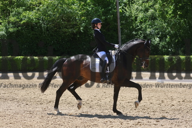 Böblingen_2025_Prfg.Nr.08_Dressurprüfung_Kl.M_Nürnberger Burgpokal_Thyra Marie Eggers_Zaphir 14 (8) | Alle Fotos der Reiterjournal Fotografin Doris Matthaes im Reiterjournal Online-Fotoshop. - Realisiert mit Pictrs.com