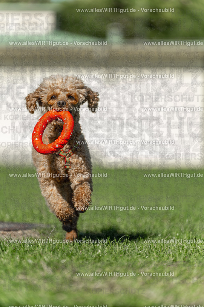 Hundeschwimmen_Volksbad_2026-allesWIRTHgut_Tierfotografie-2609061108-101826-7R509411 | Professionelle Tierfotografie in Mönchengladbach von Daniel Wirth (allesWIRTHgut). Liebevolle & natürliche Bilder von Hunden & Katzen für unvergessliche Erinnerungen.