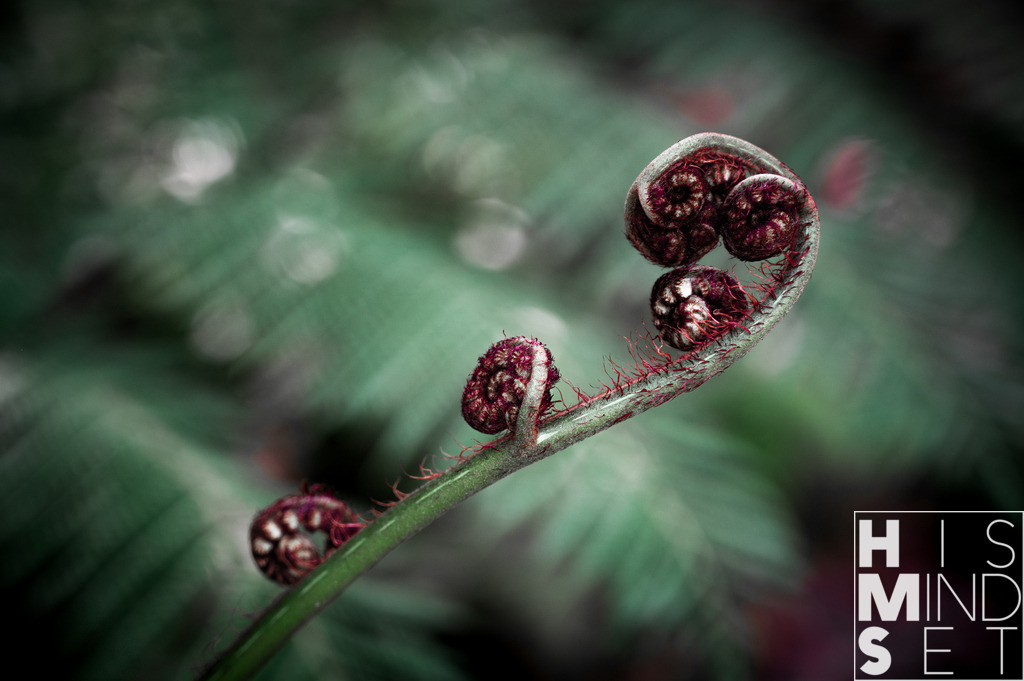 Rolled | Sichere dir dein Lieblingsbild von HISMINDSET als Print für dein Zuhause oder das Büro! - Realisiert mit Pictrs.com