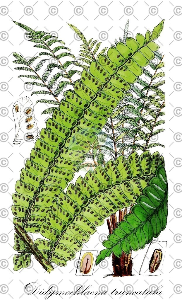 HistAbb_wfo-0001164179_1_ENZY_Simple | Historische Abbildung von Didymochlaena truncatula - Didymochlaenaceae | Historical Illustration of Didymochlaena truncatula - Didymochlaenaceae