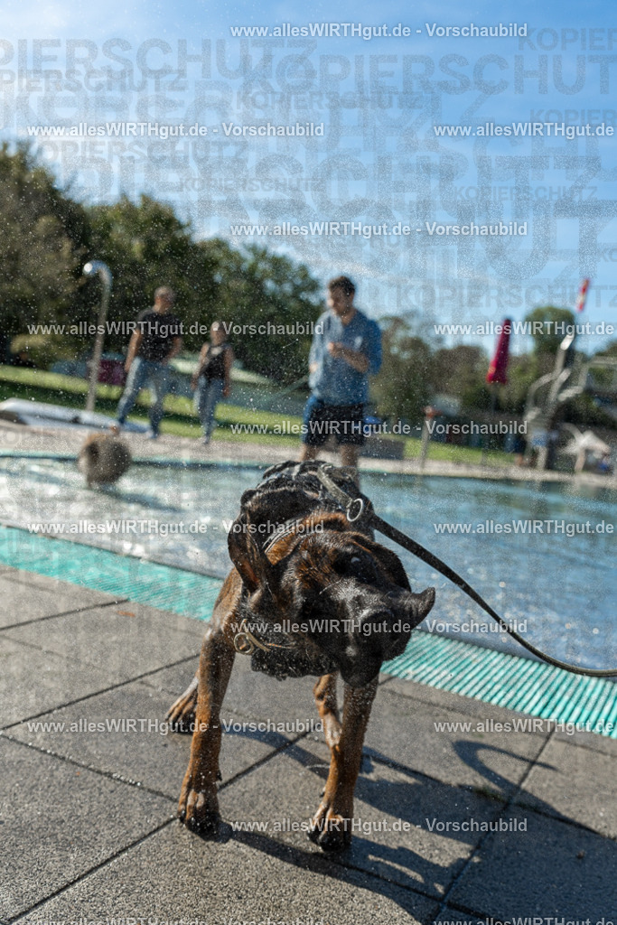 Hundeschwimmen_Volksbad_2026-allesWIRTHgut_Tierfotografie-2609061030-094051-7R508927 | Professionelle Tierfotografie in Mönchengladbach von Daniel Wirth (allesWIRTHgut). Liebevolle & natürliche Bilder von Hunden & Katzen für unvergessliche Erinnerungen.