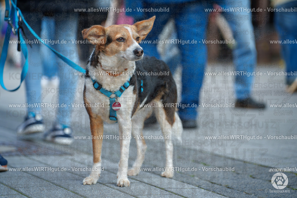 Pfötchenmarkt Nettetal-Lobberich 2026 - Nettetal-Tag - Daniel Wirth - www.allesWIRTHgut.de - @allesWIRTHgut_Tierfotografie 7R508216 | Professionelle Tierfotografie in Mönchengladbach von Daniel Wirth (allesWIRTHgut). Liebevolle & natürliche Bilder von Hunden & Katzen für unvergessliche Erinnerungen.