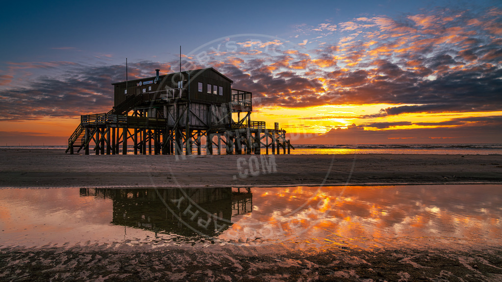 Silbermöwe im Sonnenuntergang | Pfahlbau am Strand von St. Peter-Ording