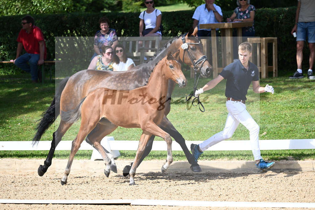 Kat-Nr. 8 SF DSP Va Bene x Ampere_Reglauer_27230162 | hf-fotografie - Realisiert mit Pictrs.com