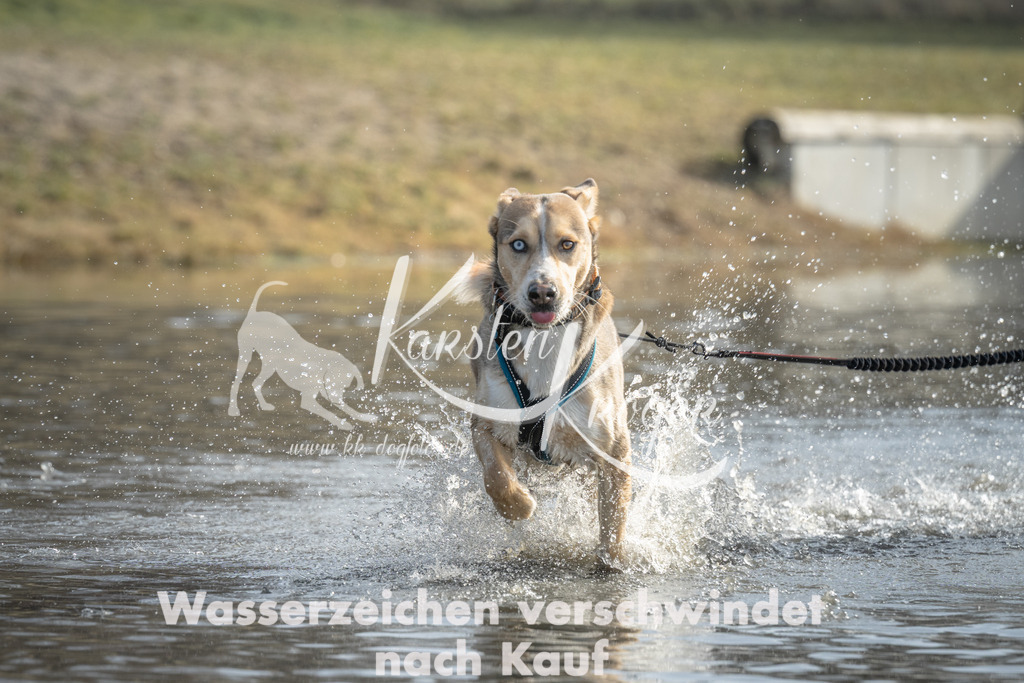 1044_ZZ99503 | kk-dogfotos