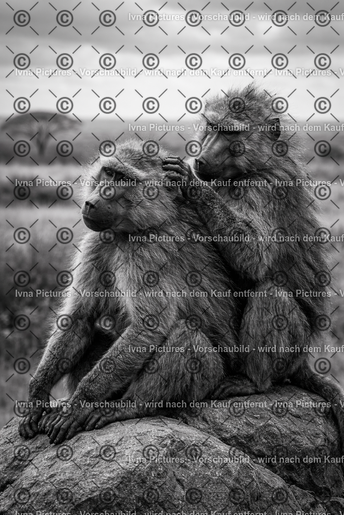 Groomende Paviane in der Savanne | Ivna Pictures - Realisiert mit Pictrs.com