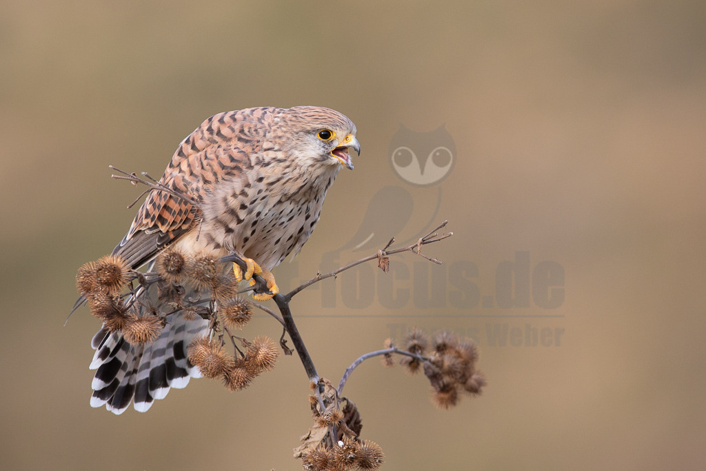20180916184153-2 | Der Turmfalke ist der am häufigsten vorkommende Falke Mitteleuropas. Der Öffentlichkeit ist er relativ vertraut, da er sich auch Städte und Stadträume als Lebensraum erobert hat und öfter beim „Rüttelflug“ zu beobachten ist - Realisiert mit Pictrs.com