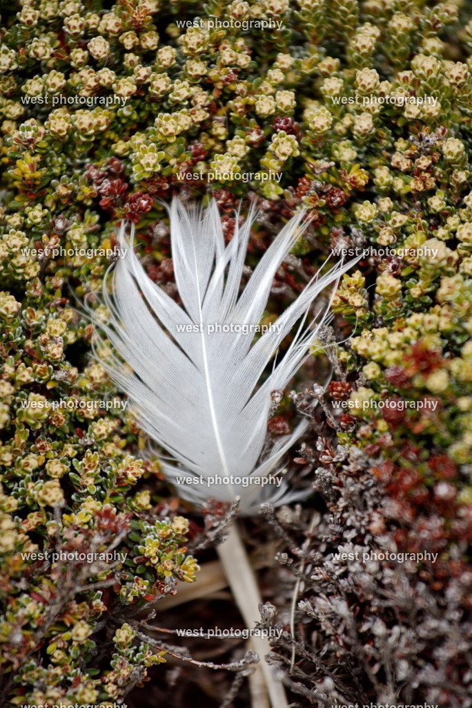 Falkland feather - FLK 2014 | west photography - Realisiert mit Pictrs.com
