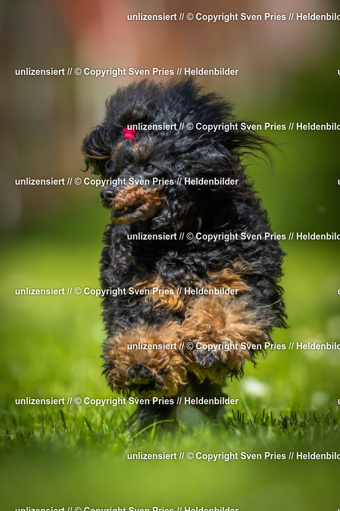 Hunderennen_April_2026_488 | 2026-04-26 - Hunderennen Baden-Oos April 2026 - Realisiert mit Pictrs.com