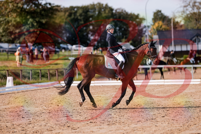 2026_10_03_Siefer-Hof_123138_Z81_30055146 | Professionelle Reitsport-, Turnier- und Eventfotografie von Robert Broda. Galerien mit ausgewählten und bearbeiteten Bildern direkt online ansehen und bestellen.