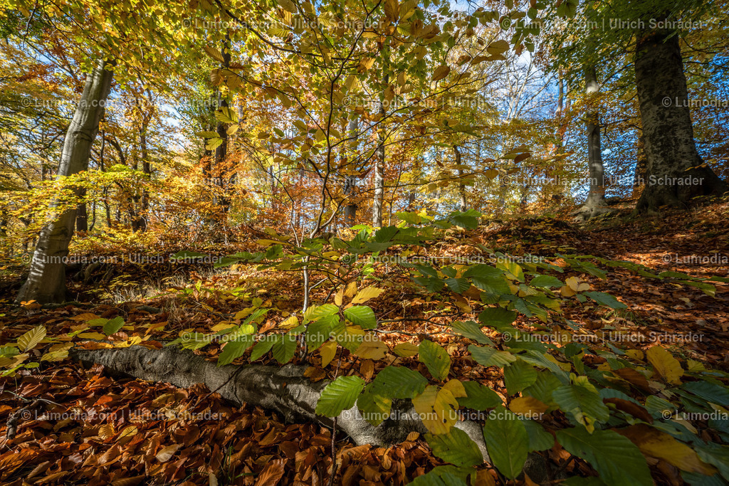 10049-12603 - Schloßpark Ilsenburg im Harz | Stockfoto und Bilderpool mit Bildmaterial aus Deutschland, dem Harz, Halberstadt, Quedlinburg, Wernigerode und weltweit. Qualitativ hochwertige und professionelle Fotos anschauen und kaufen. - Realisiert mit Pictrs.com