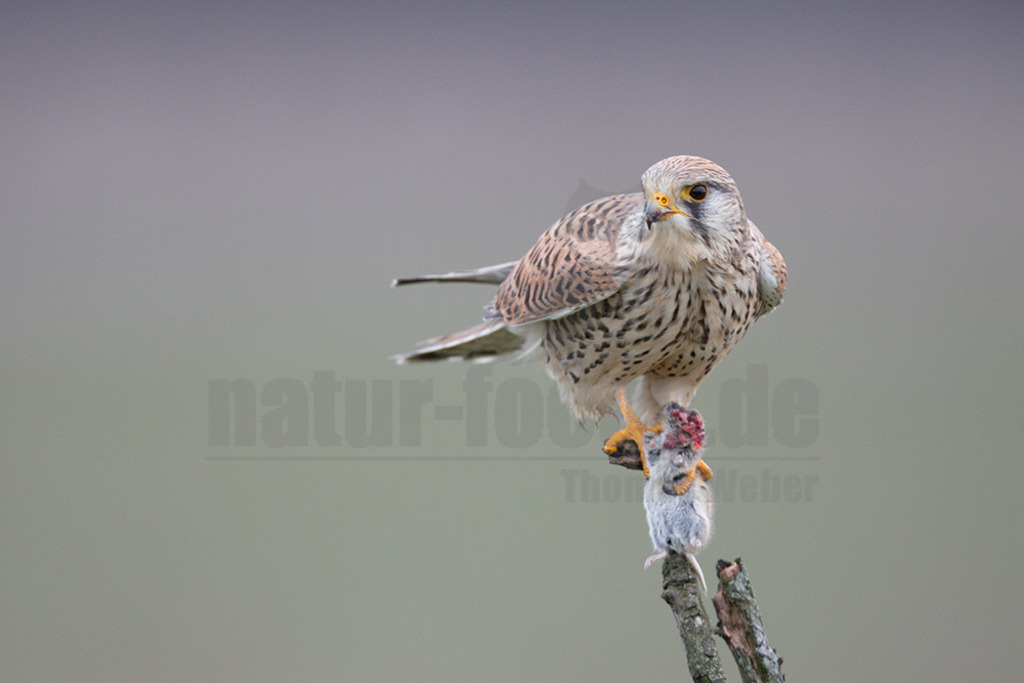 20200111-663A6800 | Der Turmfalke ist der am häufigsten vorkommende Falke Mitteleuropas. Der Öffentlichkeit ist er relativ vertraut, da er sich auch Städte und Stadträume als Lebensraum erobert hat und öfter beim „Rüttelflug“ zu beobachten ist.  - Realisiert mit Pictrs.com