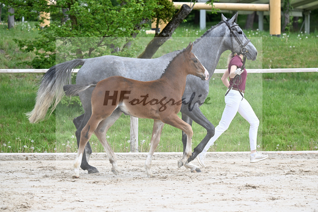Kat-Nr. 5 HF Aganix du Seigneur x Dominator Z_Daurer_24260056 | hf-fotografie - Realizzato con Pictrs.com