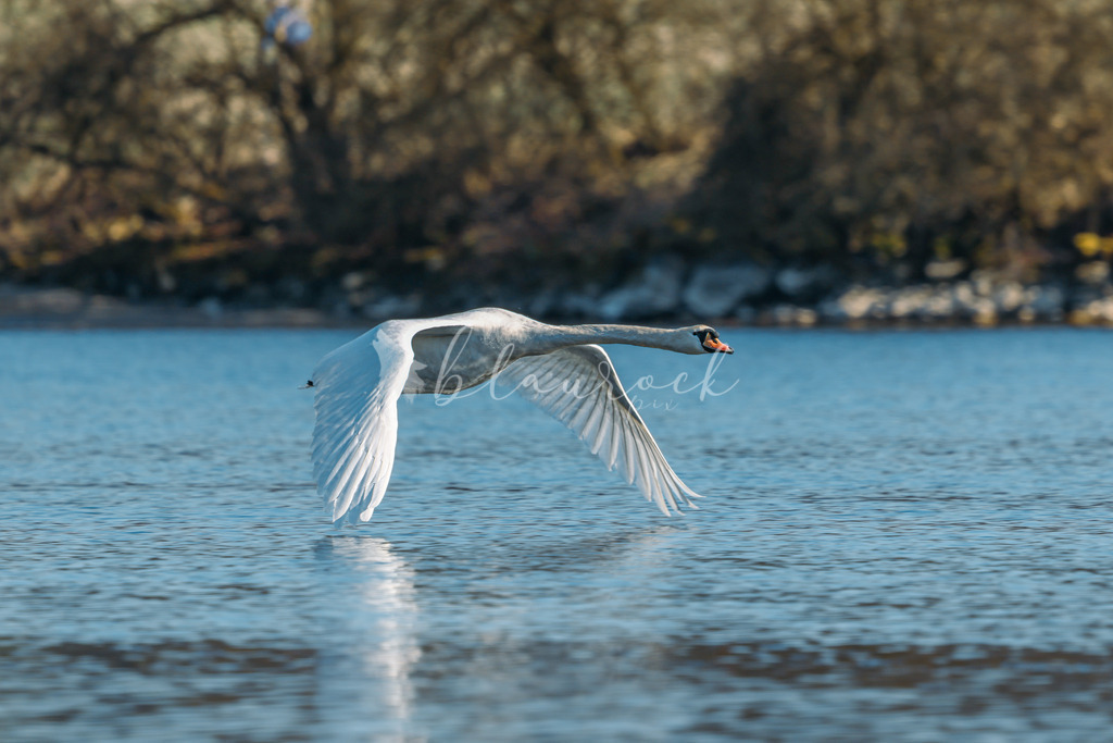  waterslide-0757 | Frühlingserwachen
