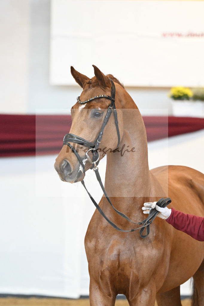 Kat-Nr. 52 v. Vaderland_Galneder_66220727 | hf-fotografie - Realisiert mit Pictrs.com