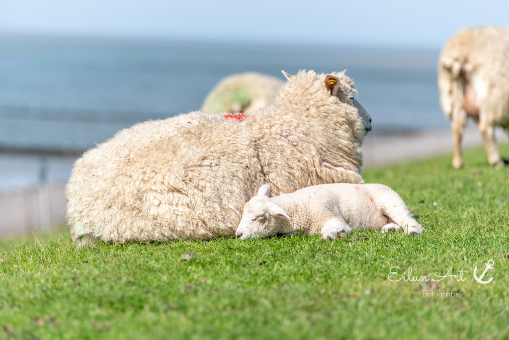 20250424-EAF_8102 | Eilun-Art-Fotografie Levke Martens, ihre Fotografin für Immobilien- und Landschaftsfotografie auf Föhr, Föhrer Motive als Poster, Leinwand, hinter Acrylglas oder stelle dir deinen eigenen Monatskalender zusammen, mit nur einem Klick