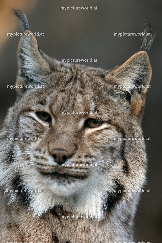 Luchs-097 | Das Bilderarchiv über Tiere, Planzen und Landschaften. In der Bilddatenbank finden Sie ein große Auswahl an hochwertigen Bilder für Ihre Werbung - Realisiert mit Pictrs.com