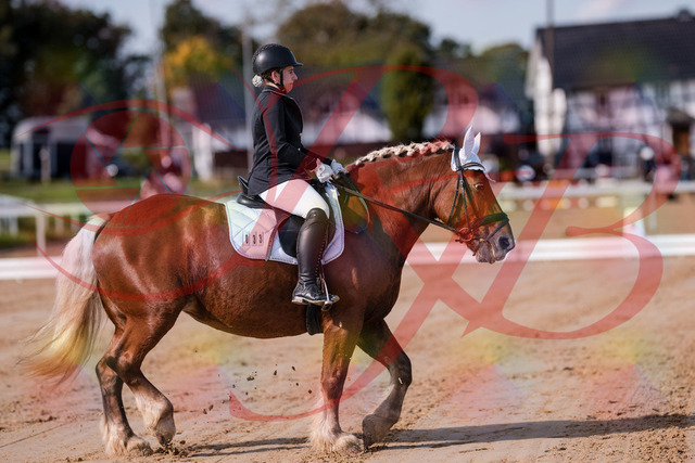 2026_10_03_Siefer-Hof_114107_Z81_84060548 | Professionelle Reitsport-, Turnier- und Eventfotografie von Robert Broda. Galerien mit ausgewählten und bearbeiteten Bildern direkt online ansehen und bestellen.
