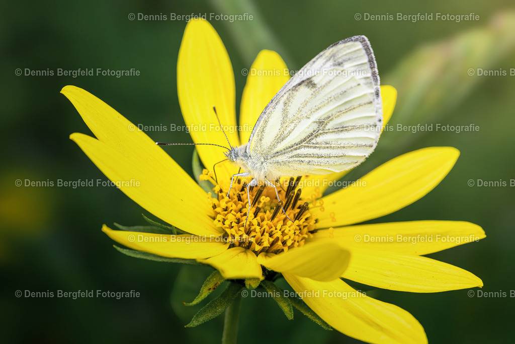 Schmetterling 15 | Entdecken Sie Natur, Makro und Tierfotografie von Dennis Bergfeld.Besondere Momente und Details der Natur, hochwertig als Foto und Wandbild erhältlich. - Realisiert mit Pictrs.com