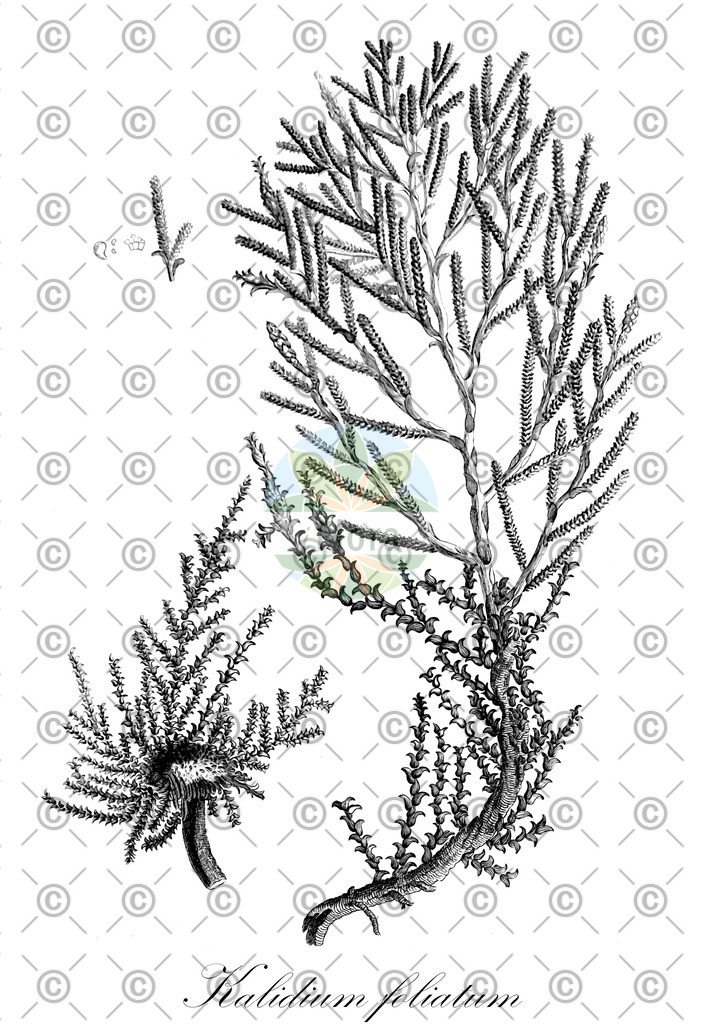 HistAbb_wfo-0000220569_1_ENZY_Simple | Historische Abbildung von Kalidium foliatum - Amaranthaceae | Historical Illustration of Kalidium foliatum - Amaranthaceae