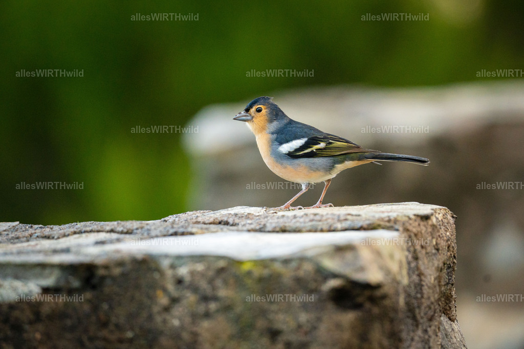 allesWIRTHgut Tierfotografie - allesWIRTHgut.de - 7IV06921 | Entdecke die faszinierende Welt der Natur- und Wildlife-Fotografie von Daniel und Bärbel. Inspirierende Bilder von wilden Tieren und kleinen Naturwundern.