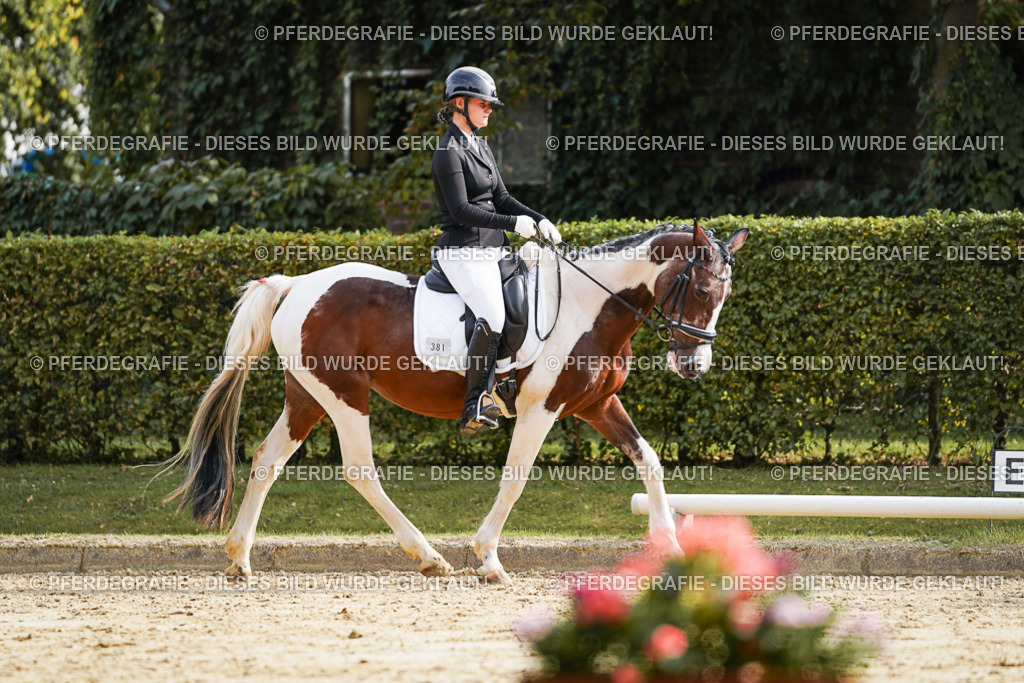 DSC04347 | Pferdegrafie