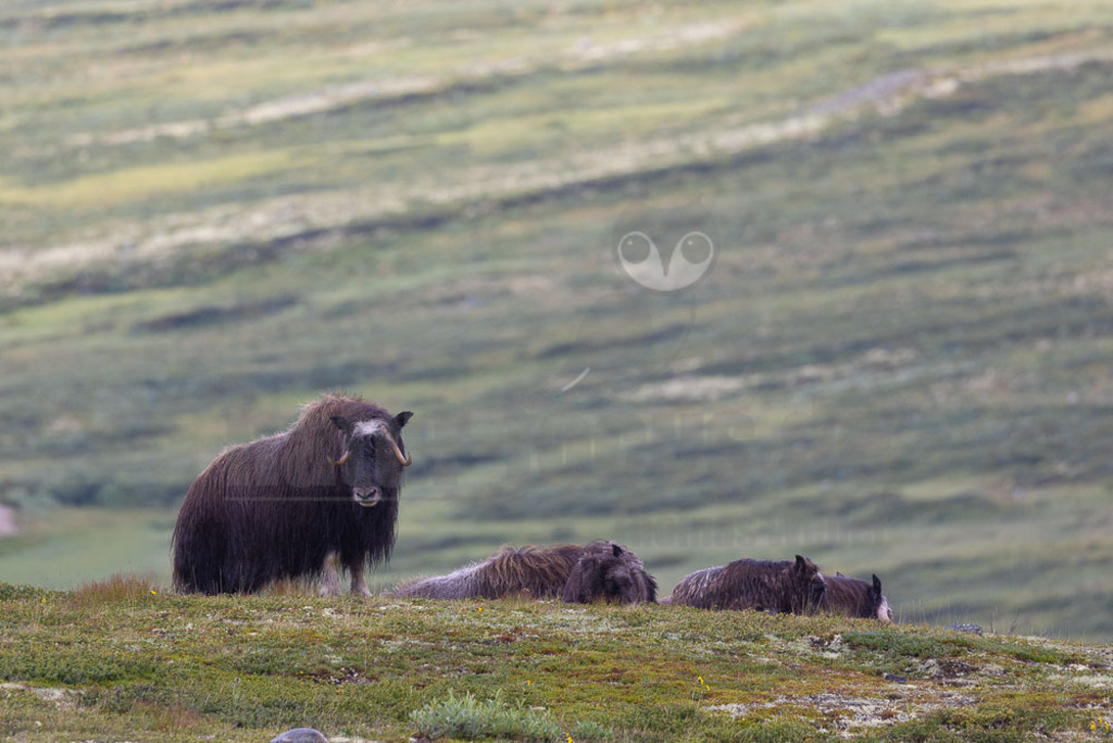 R5NF1343-20230727 | Der Moschusochse (Ovibos moschatus), auch als Bisamochse oder Schafsochse bezeichnet, ist ein Paarhufer aus der Unterfamilie der Antilopinae; innerhalb derer gehört er in die Verwandtschaftsgruppe der Ziegenartigen. - Realisiert mit Pictrs.com